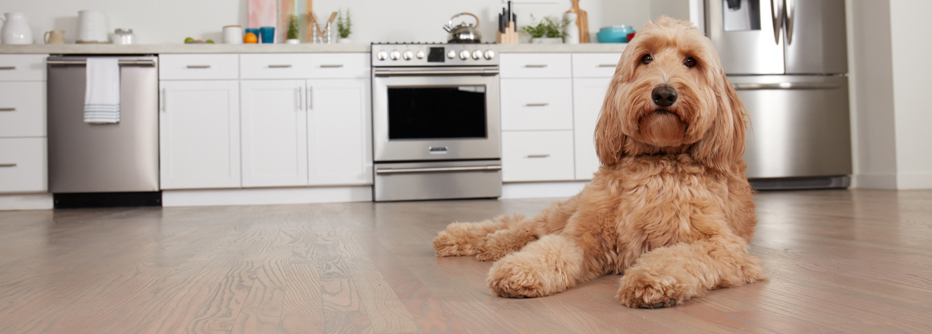 dog sitting on luxury vinyl plank flooring in kitchen